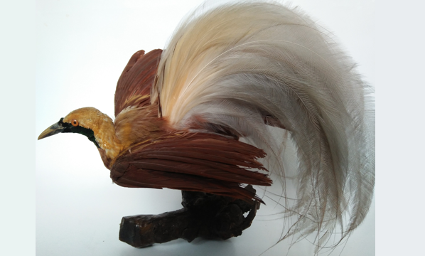 Burung Cendrawasih
