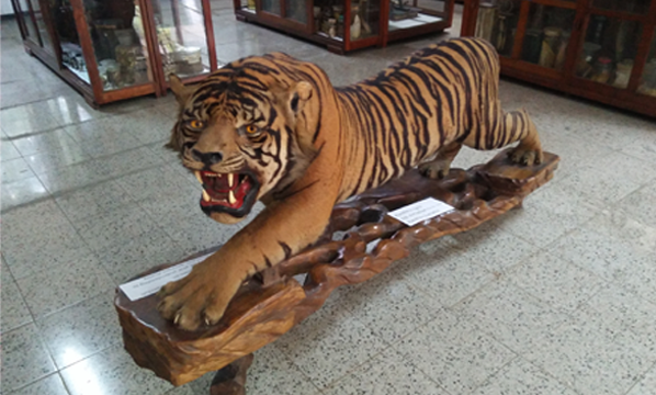 Harimau sumatra (<i>Panthera tigris sumatrae</i>)