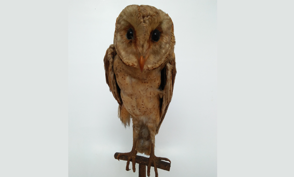 Serak jawa (<i>Tyto javanica</i>)
