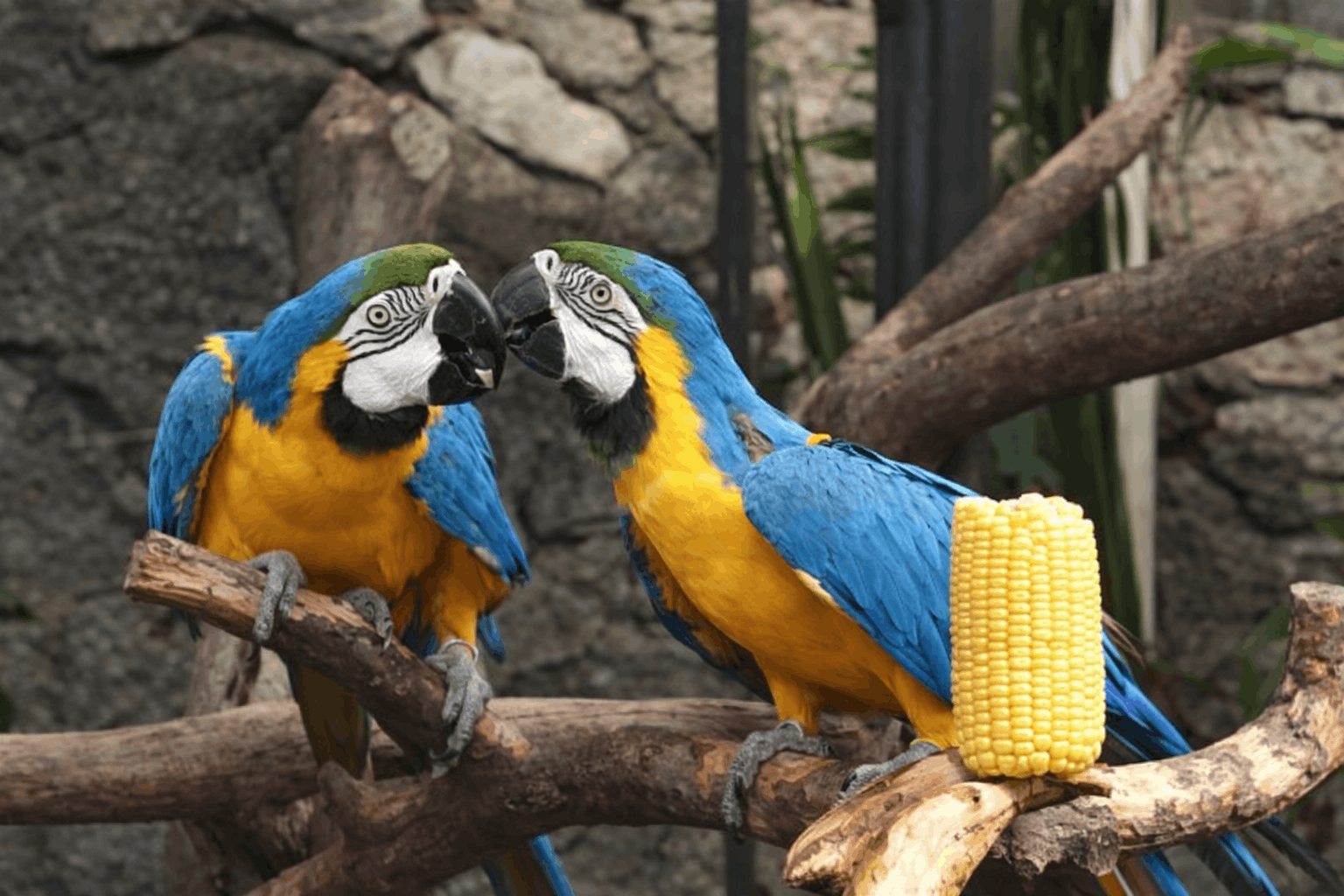 Macaw Biru-Kuning

 
<i>Ara ararauna</i>