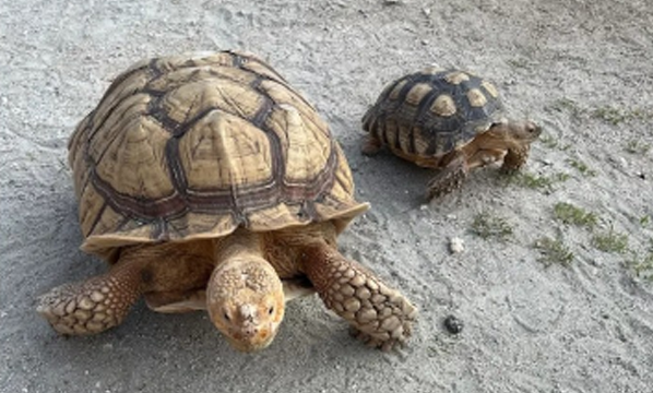 Kura-kura sulcata <i>Centrochelys sulcata</i>