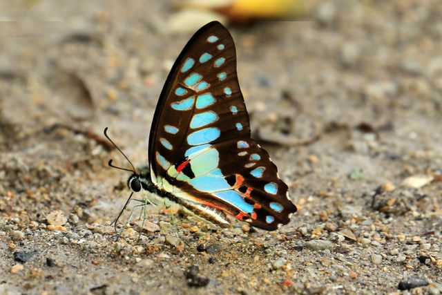 Sayap segitiga biasa <br>Common jay <br> <i>Graphium doson</i>